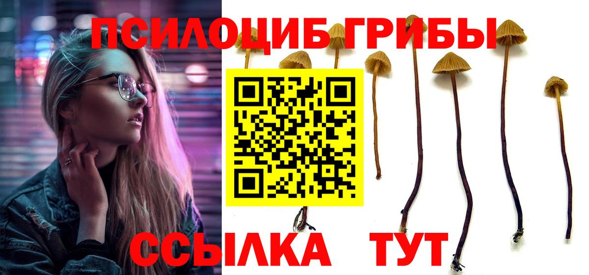 Галлюциногенные грибы Psilocybe Красноперекопск